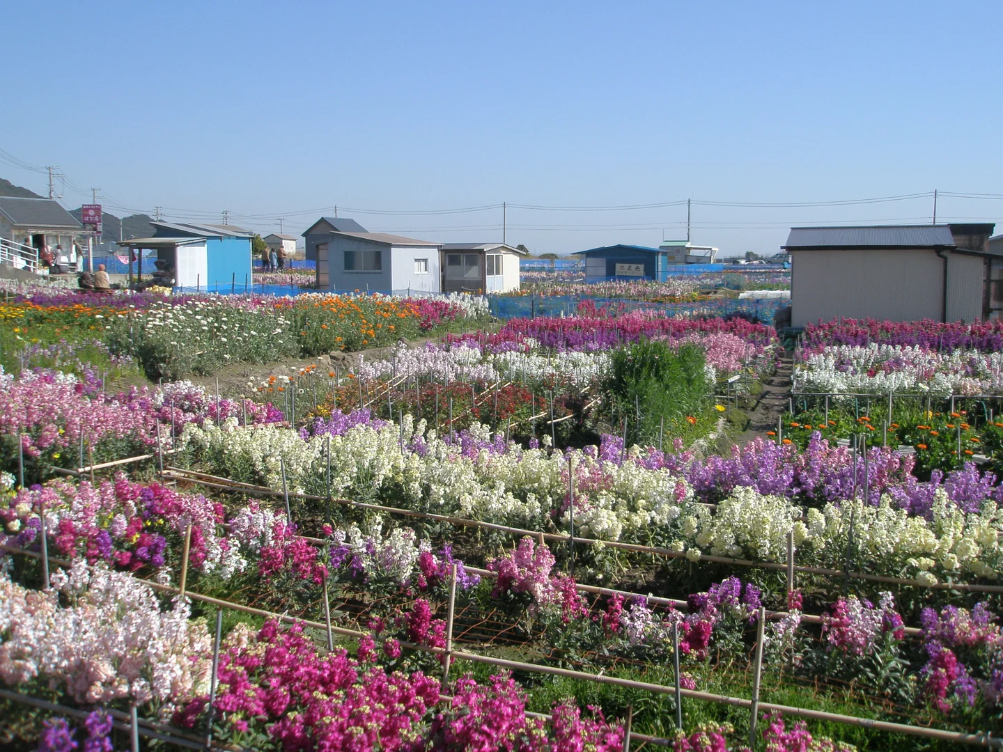 白間津のお花畑の実際の風景