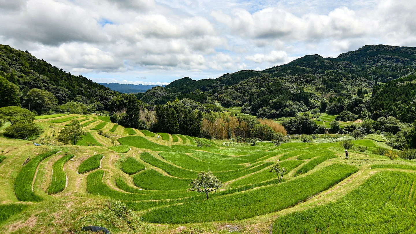 大山千枚田の実際の風景